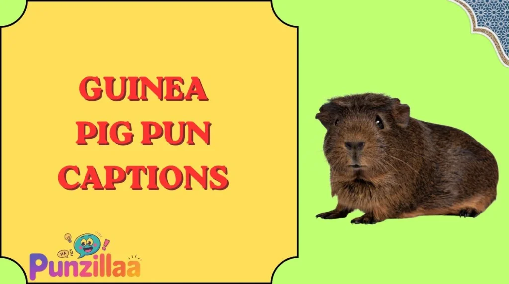 Guinea Pig Pun Captions